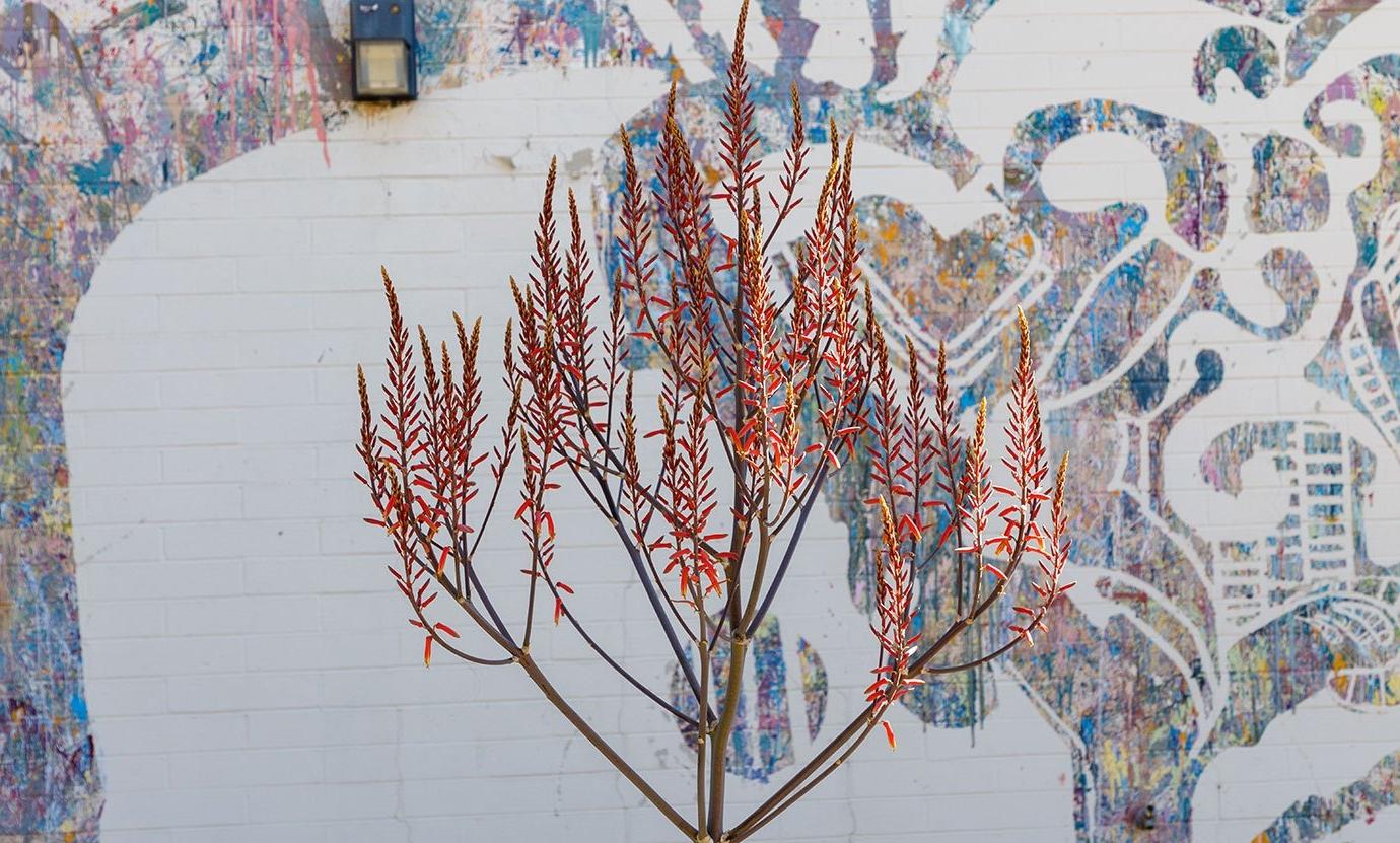 a drought resistant plant with red blooms sits in front of a student mural